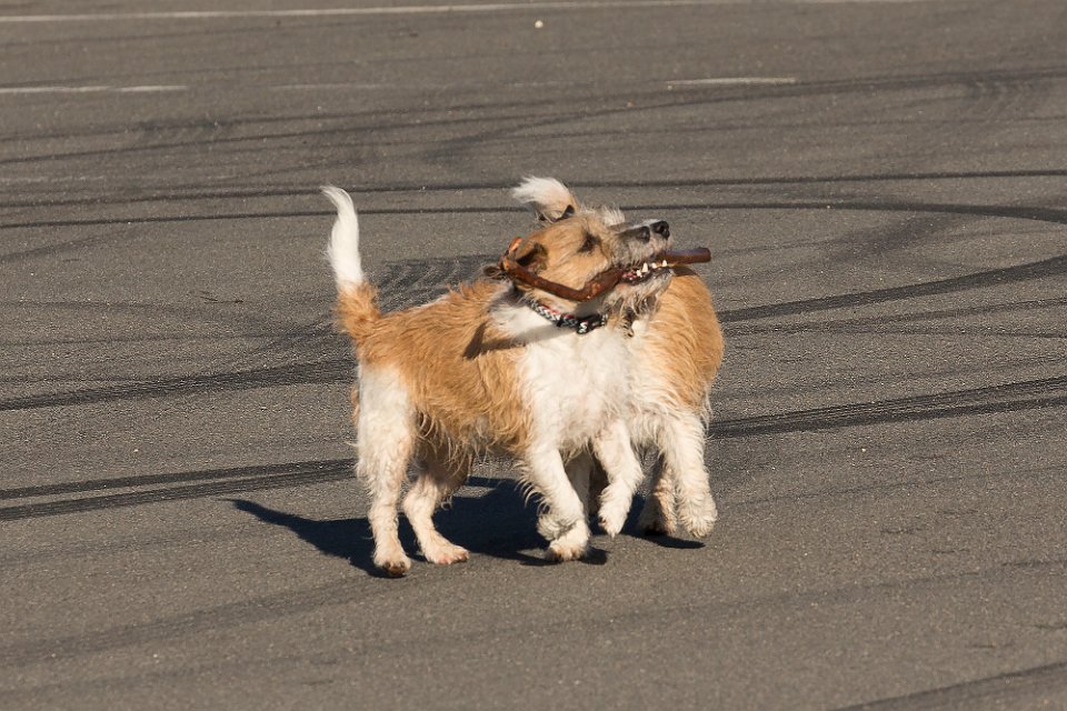 siamese dogs